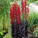 'Queen Victoria' Cardinal Flower, 10 Pelleted Seeds