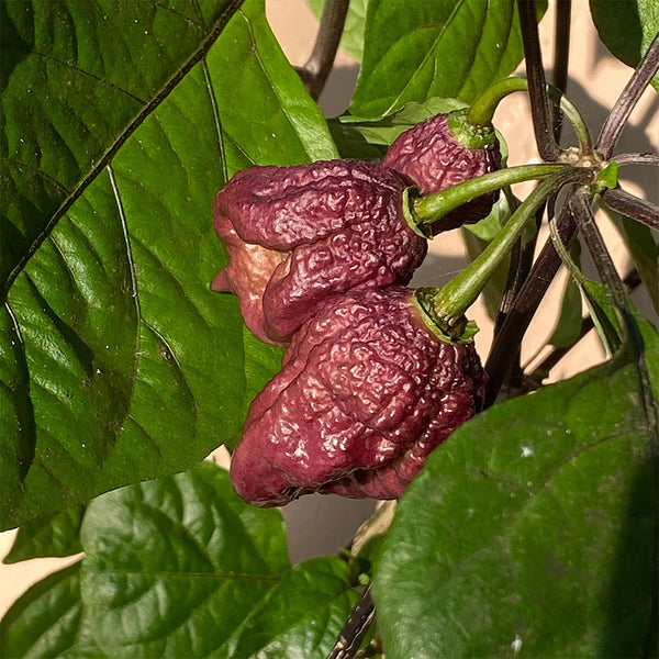 Purple Gator Jigsaw Ghost Pepper, 3 Seeds