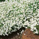 Mountain Sandwort, 10 Seeds