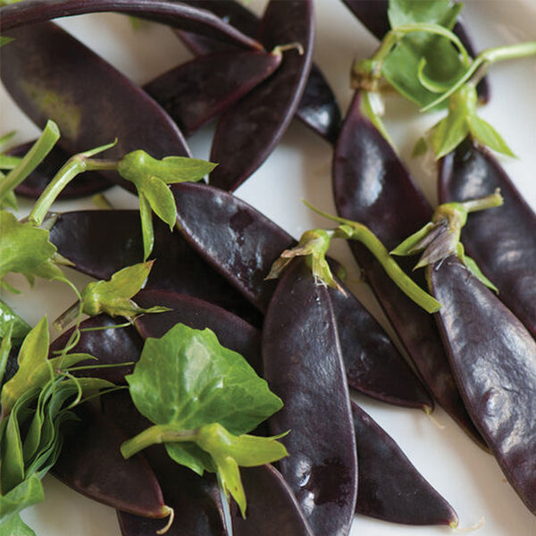 Purple-Podded Snow Pea Seeds, 10g