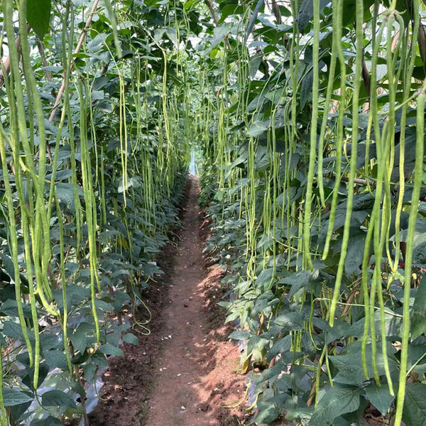 Chunxiu No.7 Long Bean Seeds, 200g