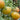 915 Moldovan Fairy Tale Tomato, 5 Seeds