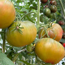 915 Moldovan Fairy Tale Tomato, 5 Seeds
