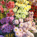 Hezhichun Mixed Color China Aster Seeds, 1g