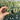 Pentagonal Glazed Bishop's Cap Live Cactus