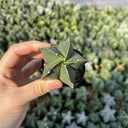 Pentagonal Glazed Bishop's Cap Live Cactus