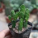 3Pcs Cylindropuntia leptocaulis, 3-4cm
