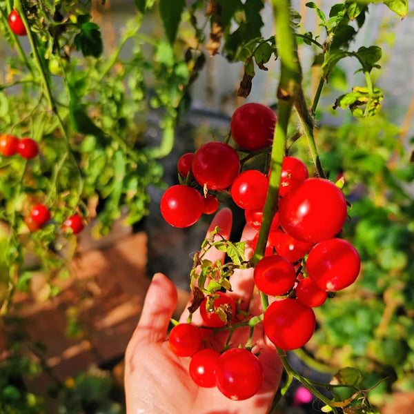 Hanging Tomato, 10 Seeds