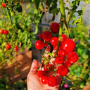 Hanging Tomato, 10 Seeds