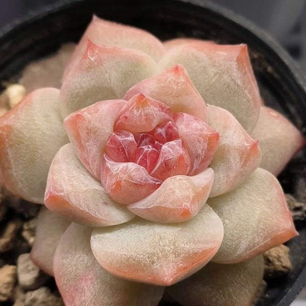 Echeveria cv. 'Pink Diamond', 2pcs x 1-head