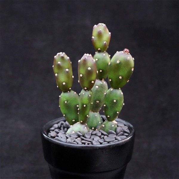 Opuntia debreczyi 'Little Clay Figure', 4-6cm