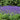 Hezhichun Blue Sage Seeds, 1g