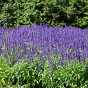 Hezhichun Blue Sage Seeds, 1g