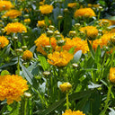 Coreopsis, 1g