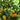 Hainan Yellow Lantern Pepper, 20 Seeds