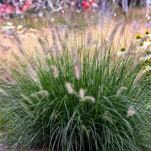 U2222 Purple Fountain Grass, 200 Seeds