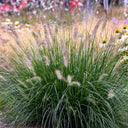 U2222 Purple Fountain Grass, 200 Seeds