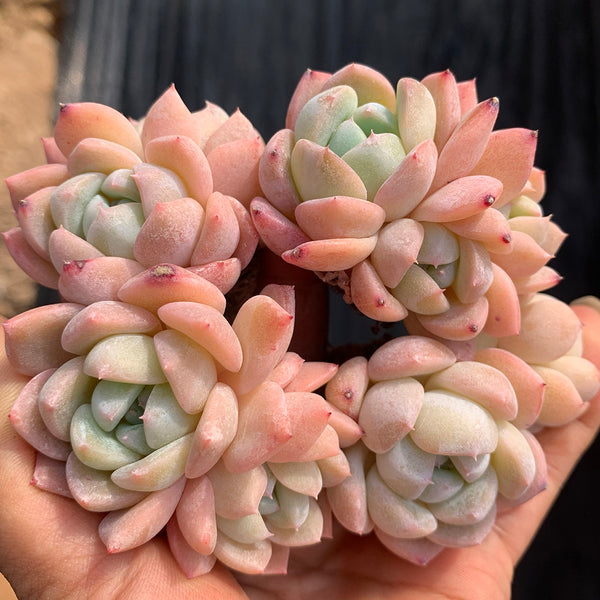 Echeveria cv. 'Snow of Dreams', 3pcs x 1-head