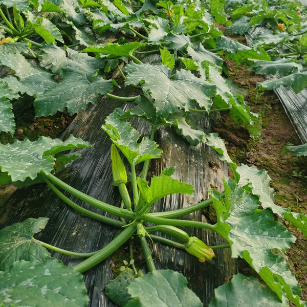 Summit Zucchini Seeds, 10g