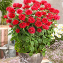 'Red Shades' Bee Balm, 10 Seeds