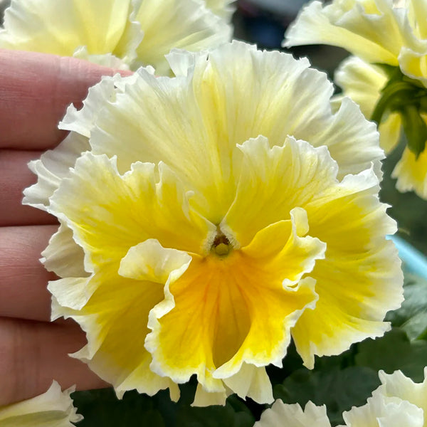 U2334 Da Danta Ruffled Viola, 5 Seeds