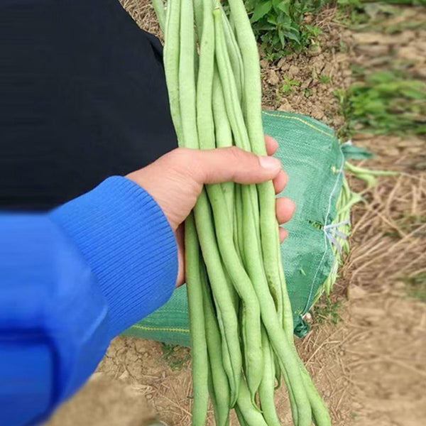Stringless Snap Bean King Seeds, 5 × 10g Bags