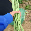 Stringless Snap Bean King Seeds, 5 × 10g Bags