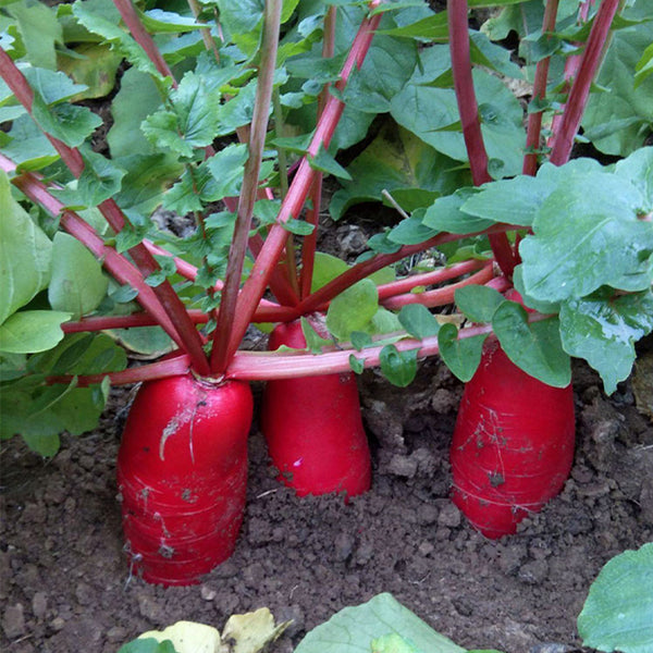'Jinghong 30' Radish Seeds, 20g