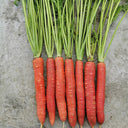 'Beauty Finger' Carrot Seeds, 10g