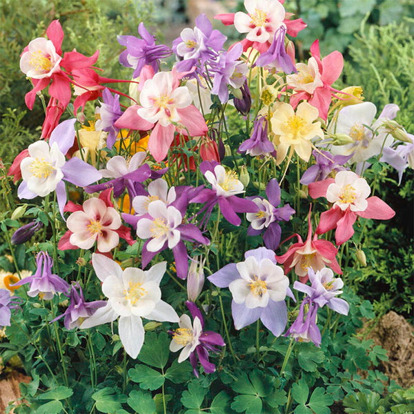 Hezhichun Aquilegia 'Cat's Paw Mix' Seeds, 1g