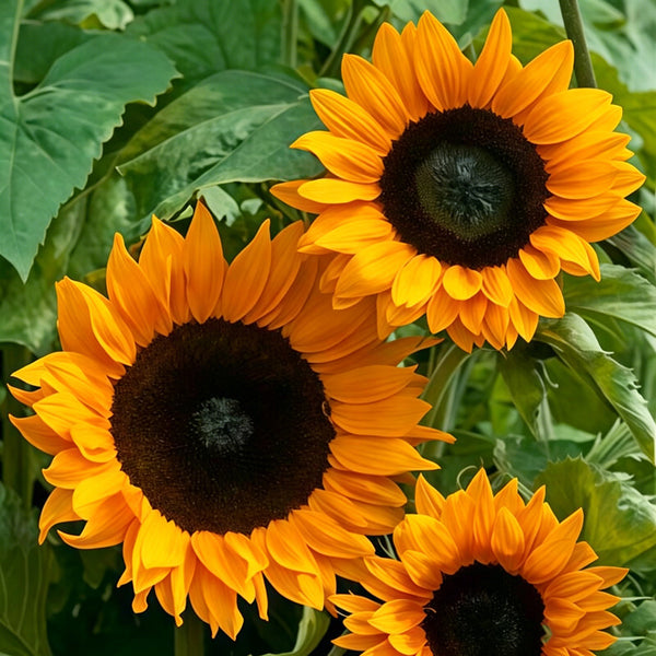 Copper Queen Sunflower, 10 Seeds