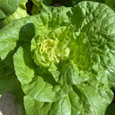 Hongbao Heading Cabbage Seeds, 2000 Seeds