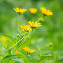 False Sunflower, 300 Seeds
