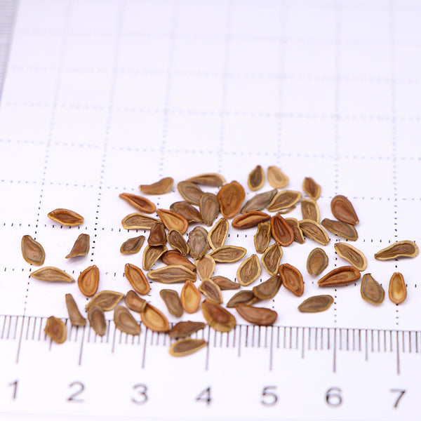 Carrion Flower Seeds, 10 Seeds