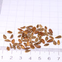 Carrion Flower Seeds, 10 Seeds