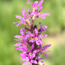 Purple Loosestrife Seeds, 500 Seeds