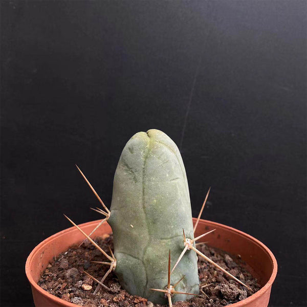 Echinopsis lageniformis f. monstruosa, 6-7cm