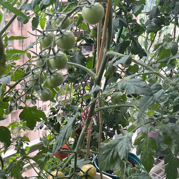 'Eden No. 2' Tomato Seeds, 5 Seeds