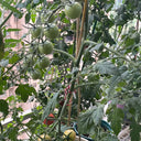 'Eden No. 2' Tomato Seeds, 5 Seeds