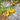 541 Snowberry Yellow Grape Tomato, 5 Seeds