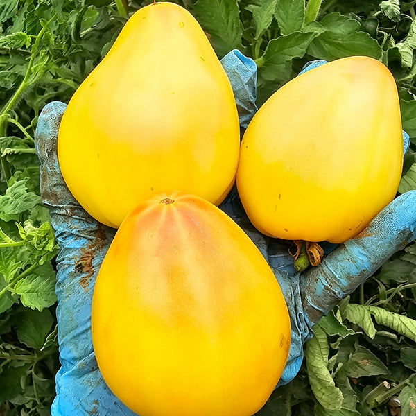 908 Sophia's White Heart F6 Tomato, 5 Seeds