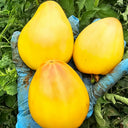 908 Sophia's White Heart F6 Tomato, 5 Seeds