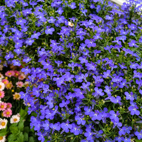 Blue-Purple Lobelia, 1g