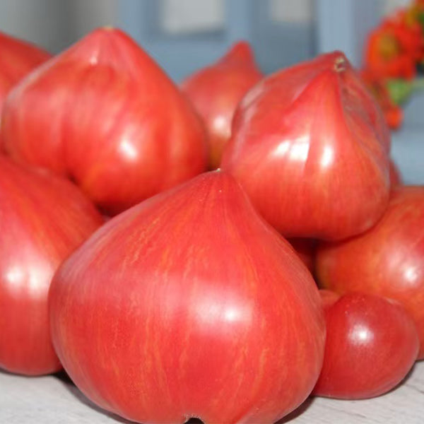 Tree of Hearts Tomato, 5 Seeds