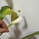 'Sweet Art' Calla Lily, 16/18cm Circumference, 1 Bulb