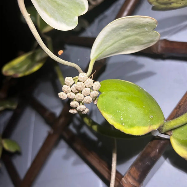Hoya kerrii 'Albomarginata', 3 Cuttings
