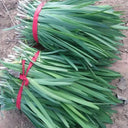 Fusheng No.1 Snow Leek Seeds, 250g