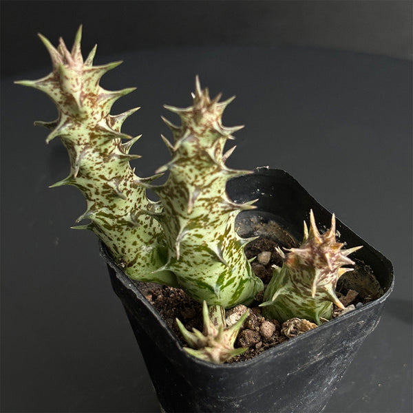 3-4Pcs Caralluma hesperidum, 3-4cm