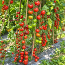 389 Black Strawberry Tomato, 5 Seeds