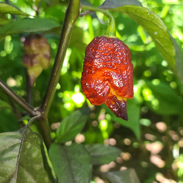Purple Gator Jigsaw Ghost Pepper, 3 Seeds